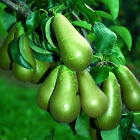 Pear Conference200