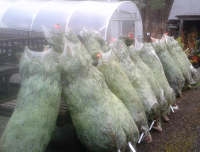 Nordmann Fir Cut Tree