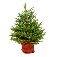 Pot Grown Nordmann Fir